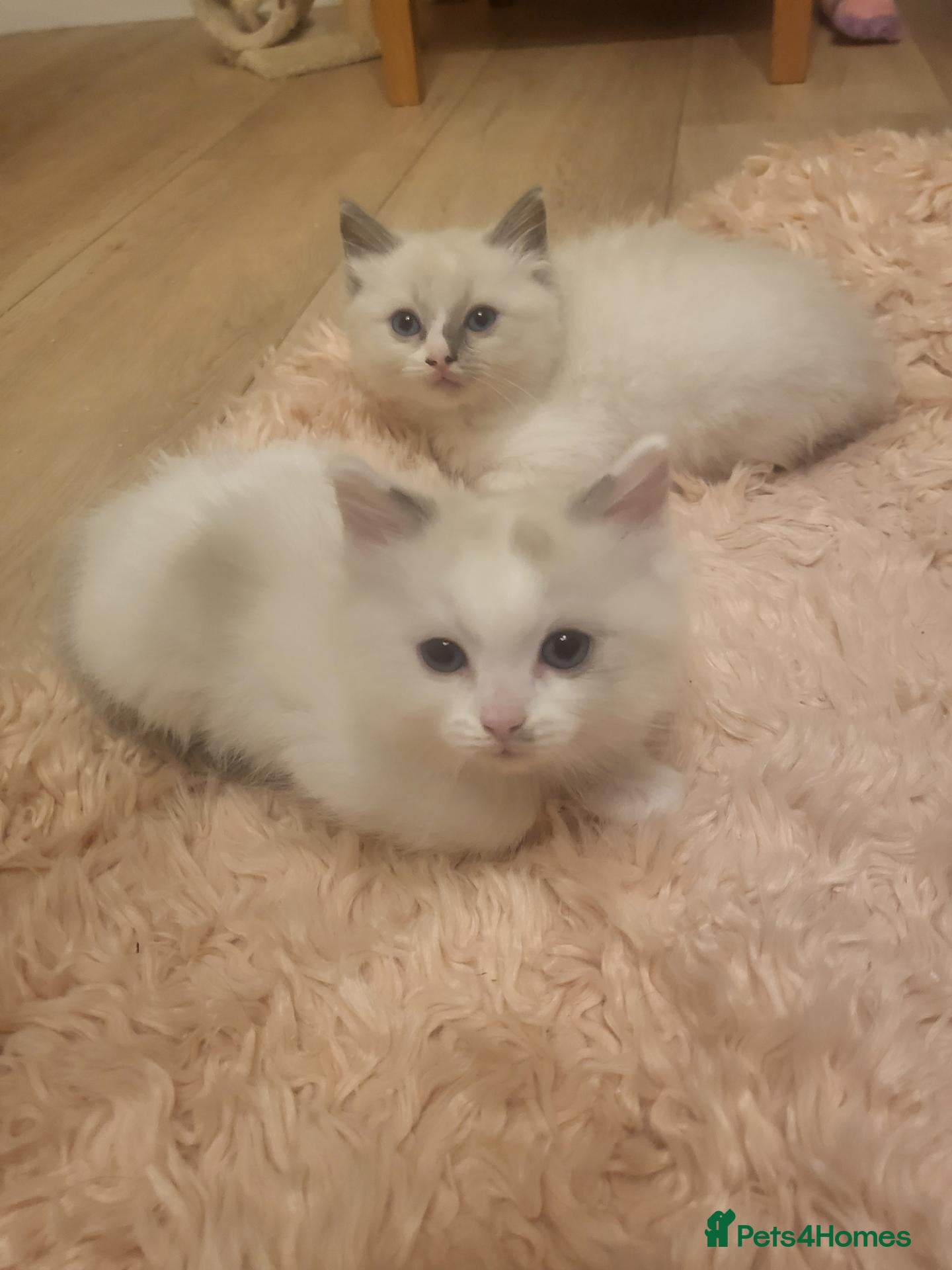 Ragdoll cats Exceptional pure bred ragdolls - Advert 1