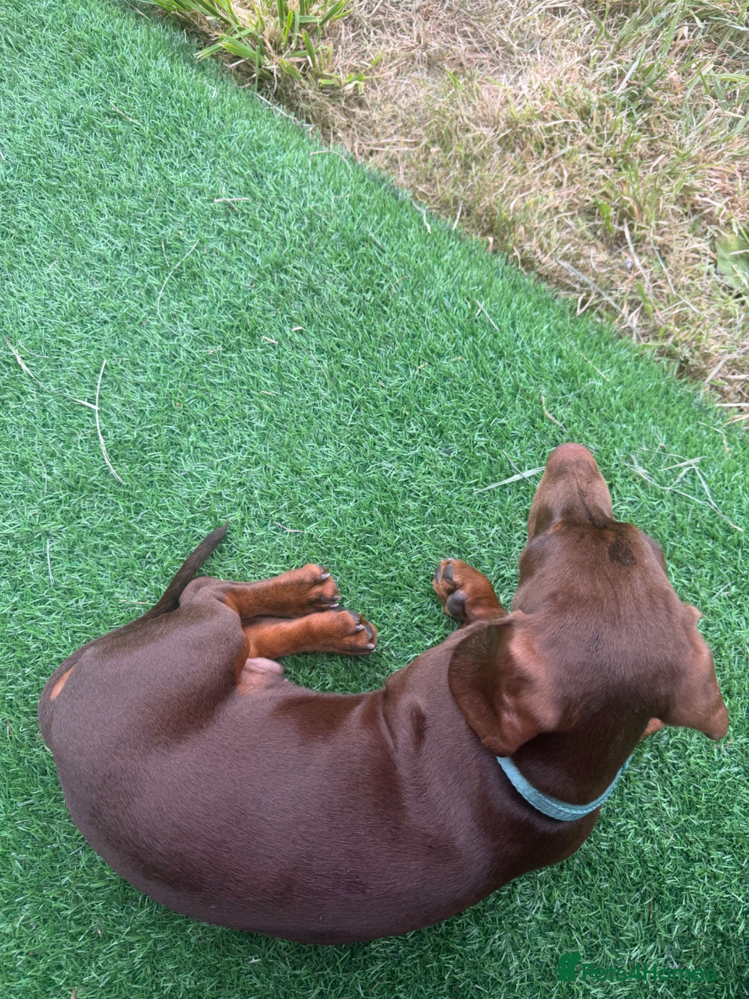 Miniature Dachshund dogs Chocolate miniature Dashound  - Advert 1
