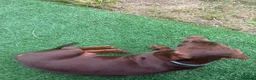 Miniature Dachshund dogs for sale: Chocolate miniature Dashound  - Advert 1