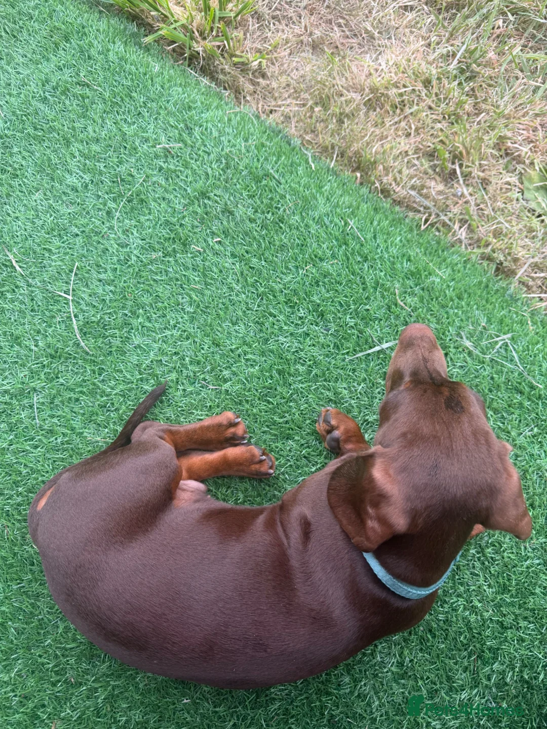 Miniature Dachshund dogs for sale: Chocolate miniature Dashound  - Advert 1