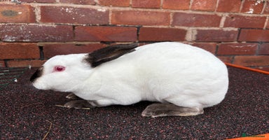 Rex rabbits - Advert 6