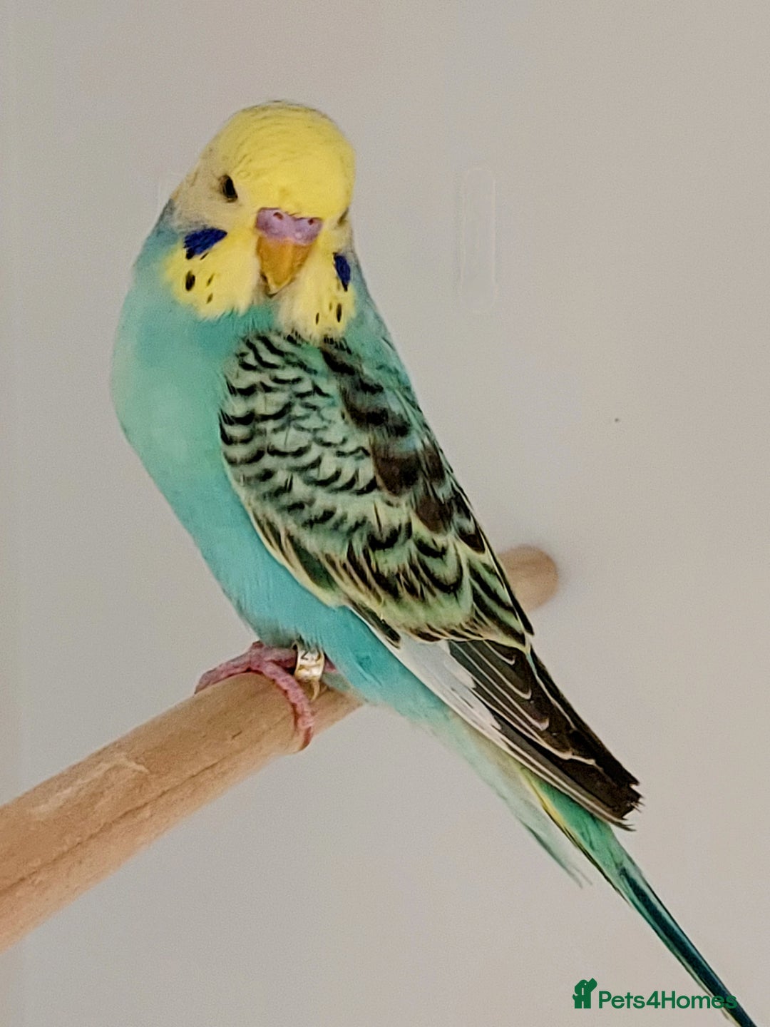 Mixed Breed birds for sale: It's a Birds Thing!!! - Image 6