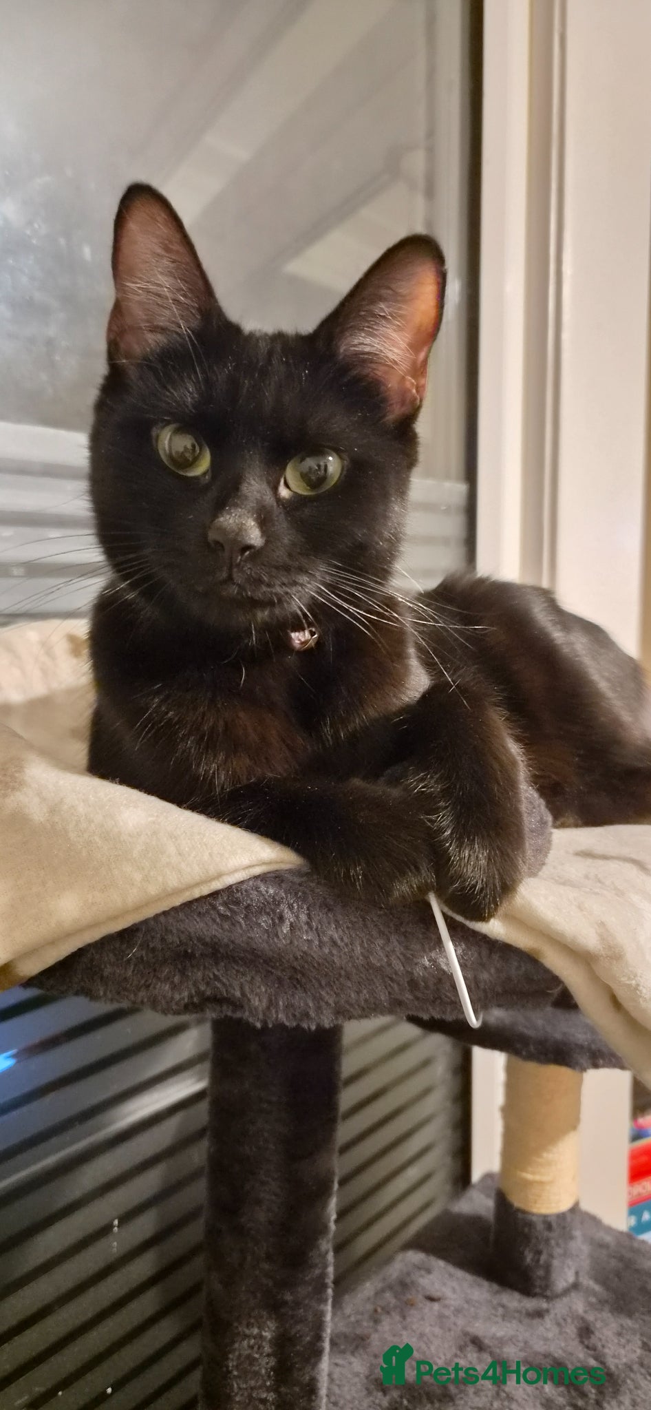 Domestic Shorthair cats Adventurous, adorable kittens looking for homes - Advert 1