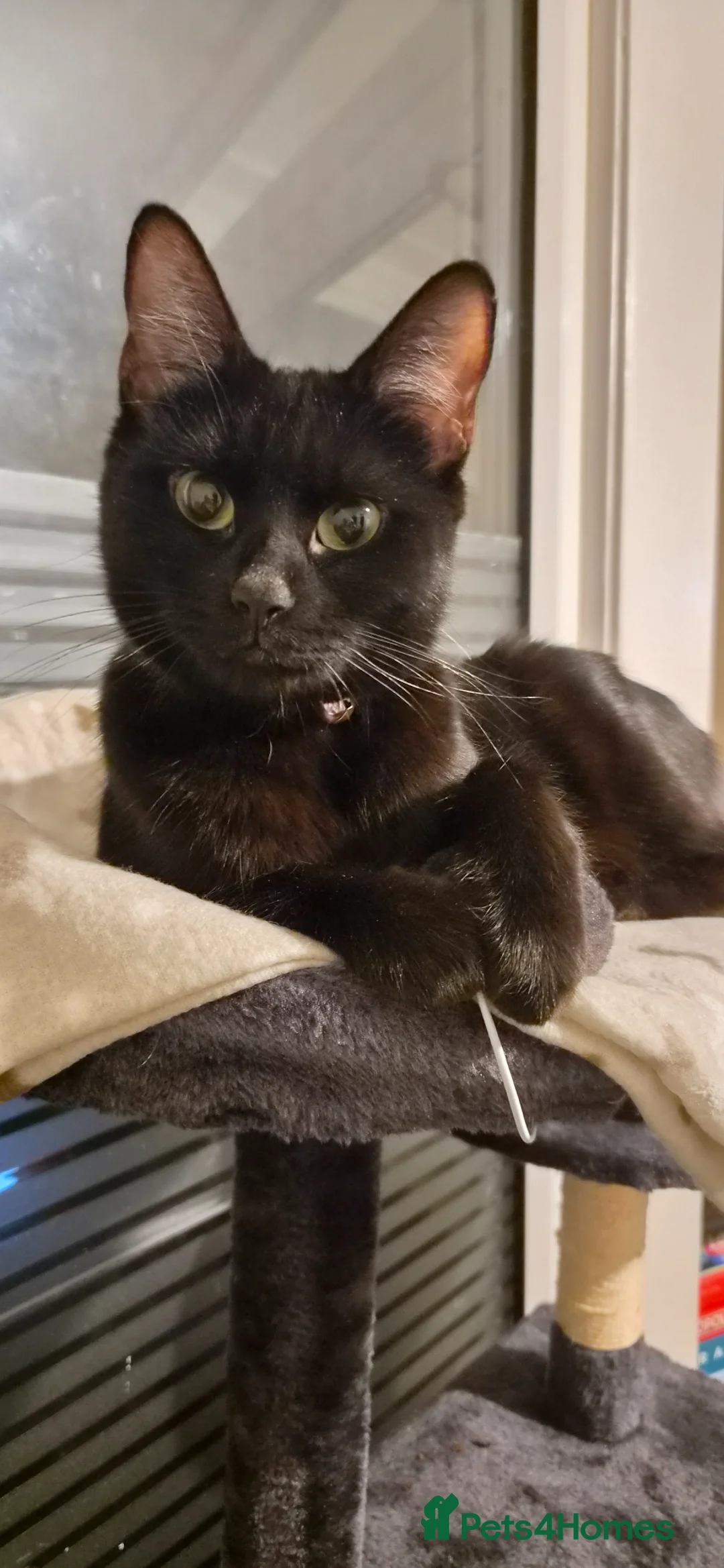 Domestic Shorthair cats for sale: Adventurous, adorable kittens looking for homes - Advert 1