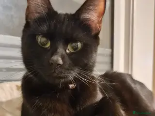 Domestic Shorthair cats Adventurous, adorable kittens looking for homes - Advert 1