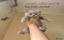 British Shorthair cats for sale: Lilac & Blue British Shorthairs! - Image 1