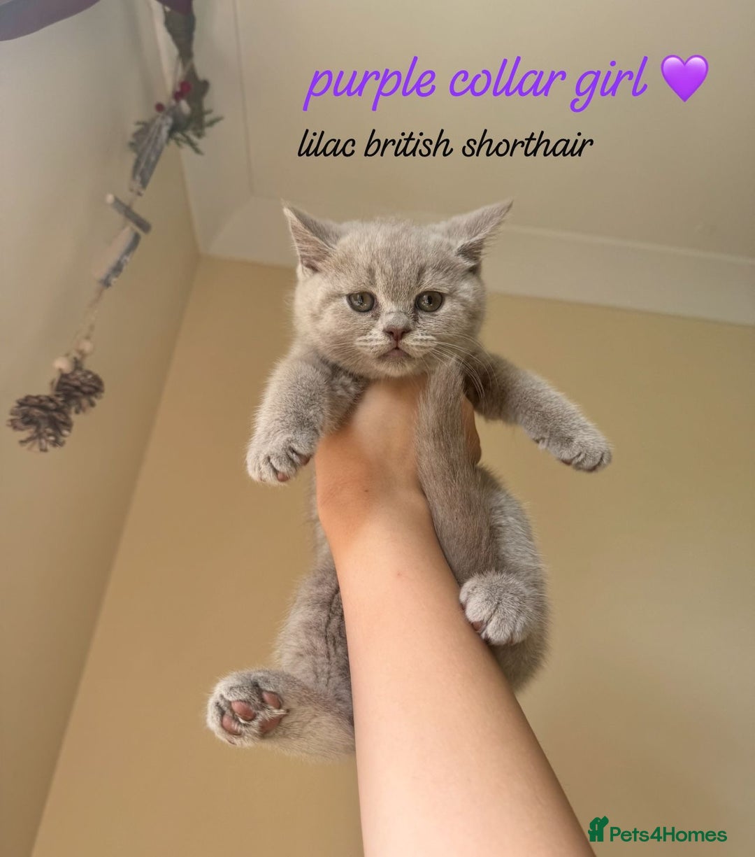 British Shorthair cats for sale: Lilac & Blue British Shorthairs! - Image 1