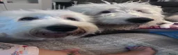 Old English Sheepdog dogs for sale: Old English sheepdog pups due September!  - Advert 9