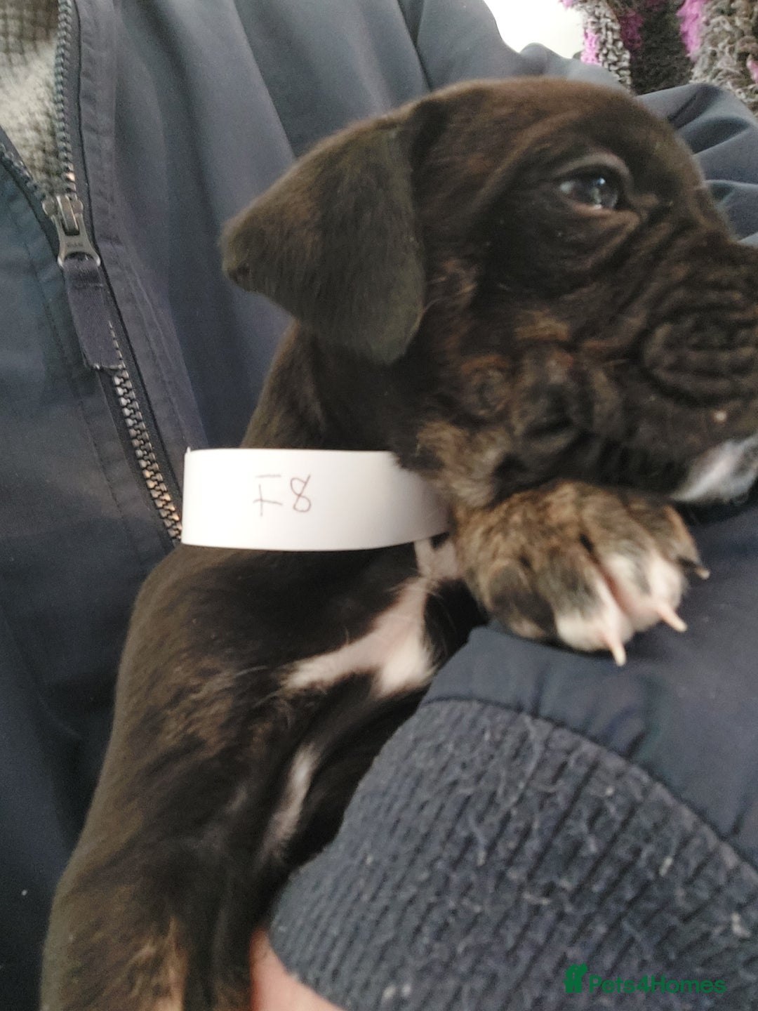 Mixed Breed dogs for sale: Cane Corso cross American bulldog puppy's  - Advert 19