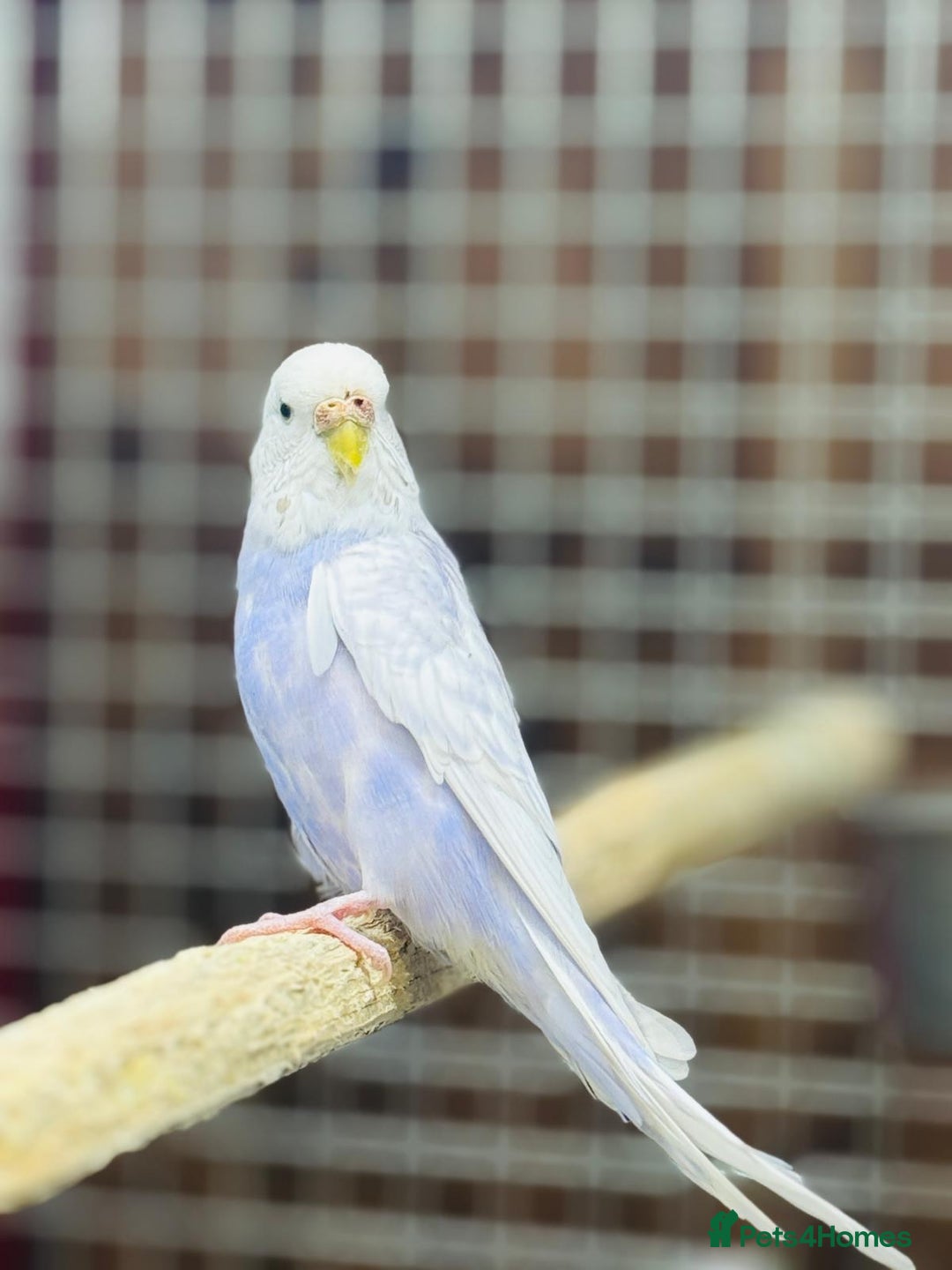 Budgerigars birds for sale: Budgies  - Advert 15