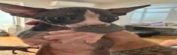Sphynx cats for sale: Adorable sphinx kittens - Advert 6