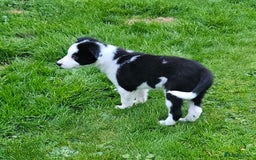 Border Collie dogs for sale: Border collie puppies for sale  - Image 8