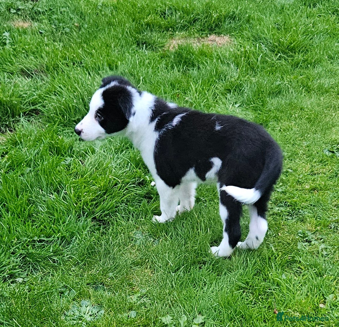 Border Collie dogs for sale: Border collie puppies for sale  - Image 8
