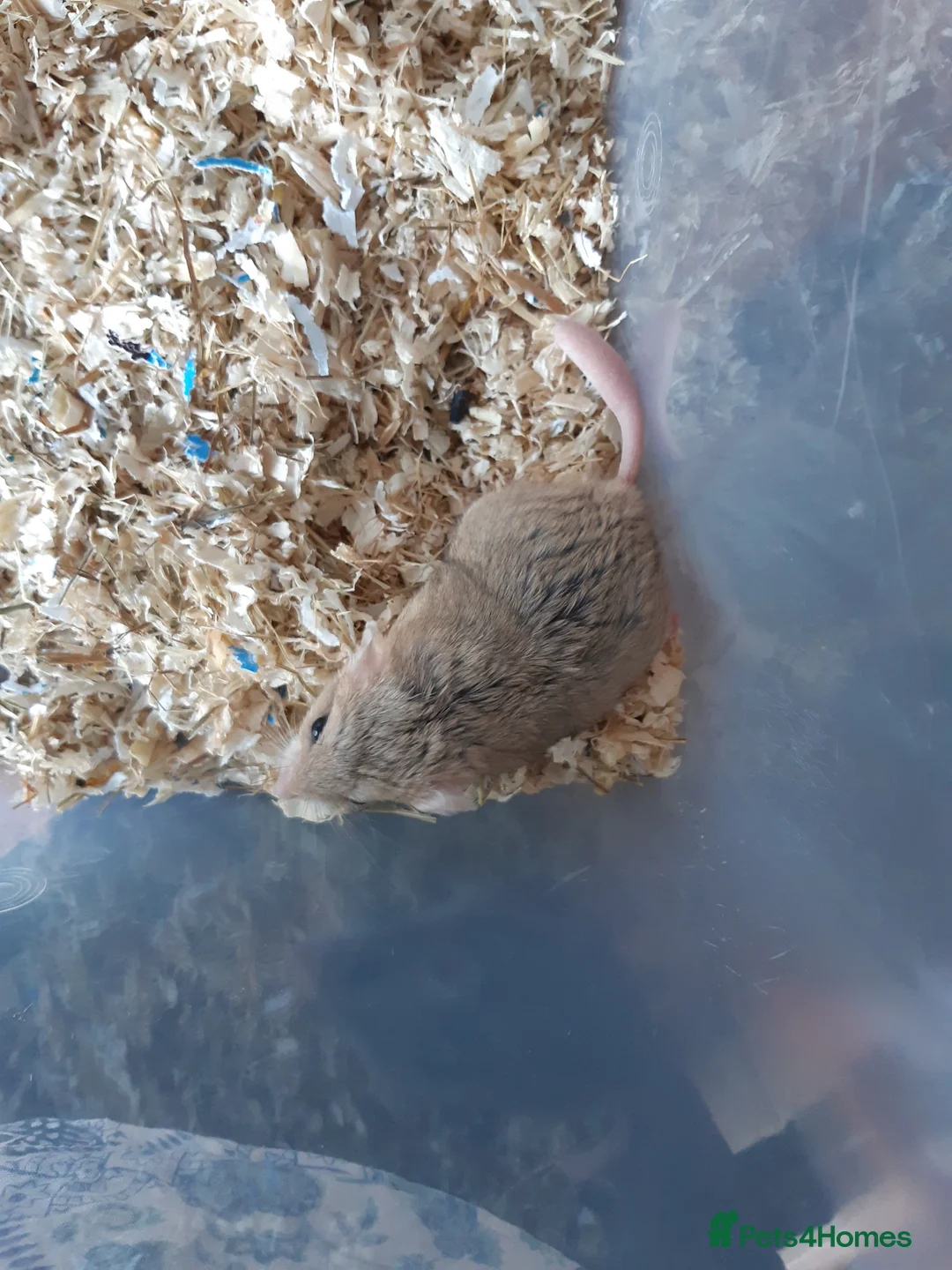 Gerbil rodents for sale: Baby duprasi/ fat tailed gerbils  - Advert 10