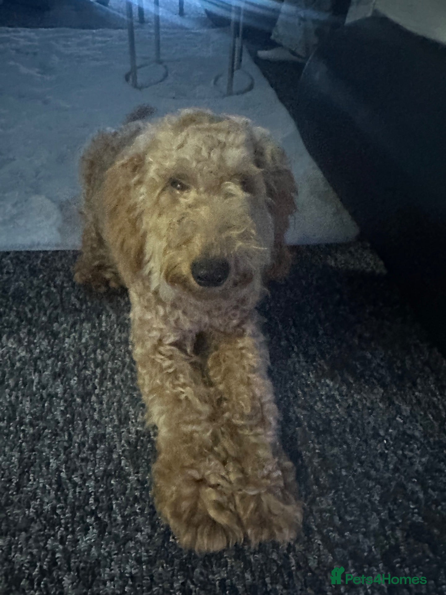 Goldendoodle dogs Bobby - Advert 1