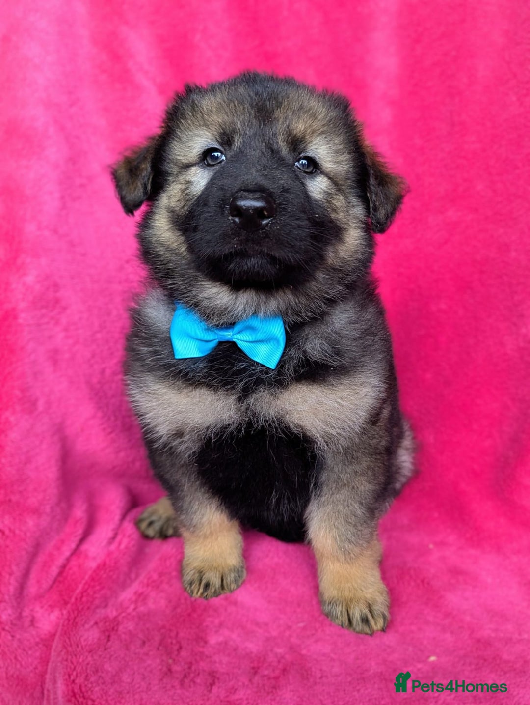 German Shepherd dogs for sale: Adorable German Shepherd puppies - Image 13