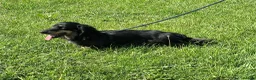 Miniature Dachshund dogs for sale: Silver dapple and tan longhaired boy - Advert 1