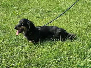 Miniature Dachshund dogs for sale: Silver dapple and tan longhaired boy - Advert 1