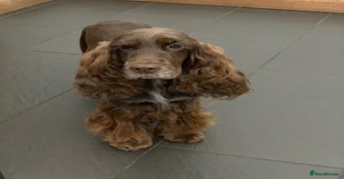 Cocker Spaniel dogs - Advert 3