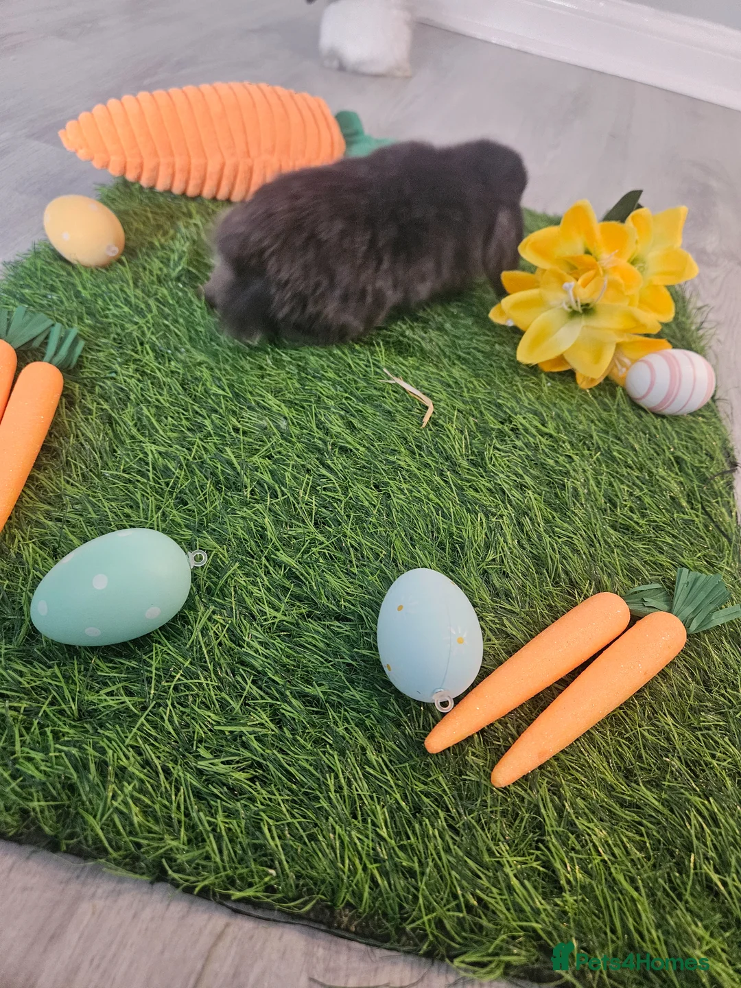 Mini Lop rabbits for sale: Min lop  in Motherwell - Advert 9