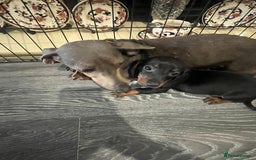 Dachshund dogs for sale: Dachshund puppies 1 girl left black-tan  - Image 4