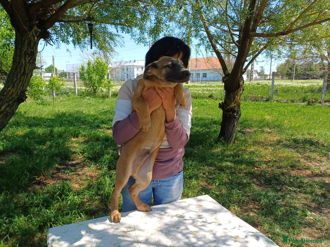 Mixed Breed dogs for adoption: BLUE, a Lovely Puppy Boy - for a Loving Home in Nottingham - Advert 5