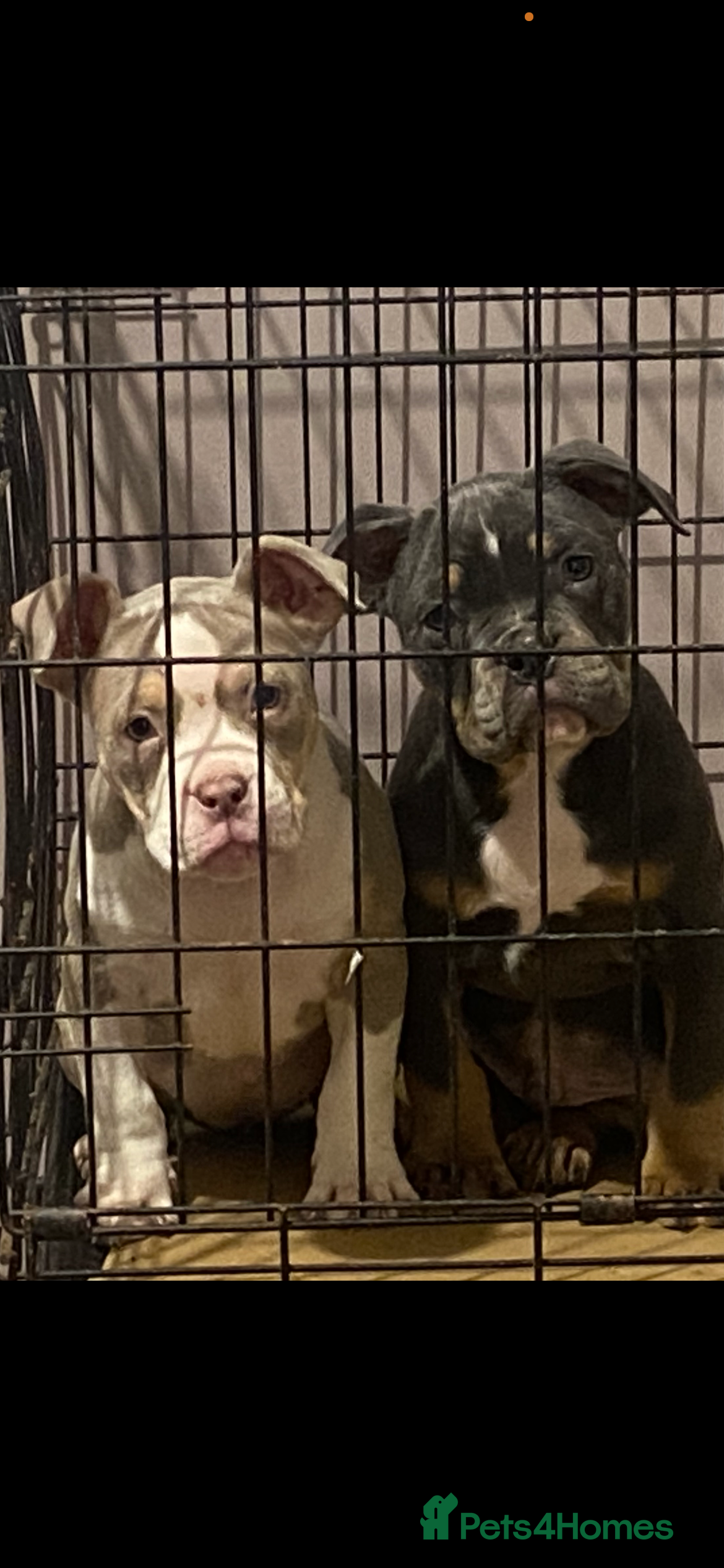 American Bully dogs POCKET BULLY PUPPYS  - Advert 1