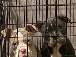 American Bully dogs POCKET BULLY PUPPYS - Advert 1