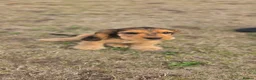 Cocker Spaniel dogs for sale: Cocker Spaniel KC Registered  - Advert 22