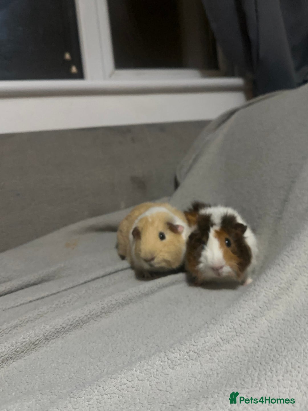 Guinea Pig rodents for sale: Guinea pigs  - Advert 1