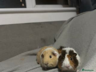 Guinea Pig rodents Guinea pigs - Advert 13