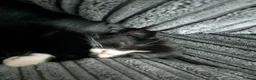 Mixed Breed cats for sale: Kittens available  in Birkenhead - Advert 5