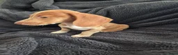 Miniature Dachshund dogs for sale: LAST 3x Dachshund boys ready NOW fully vacs - Advert 3