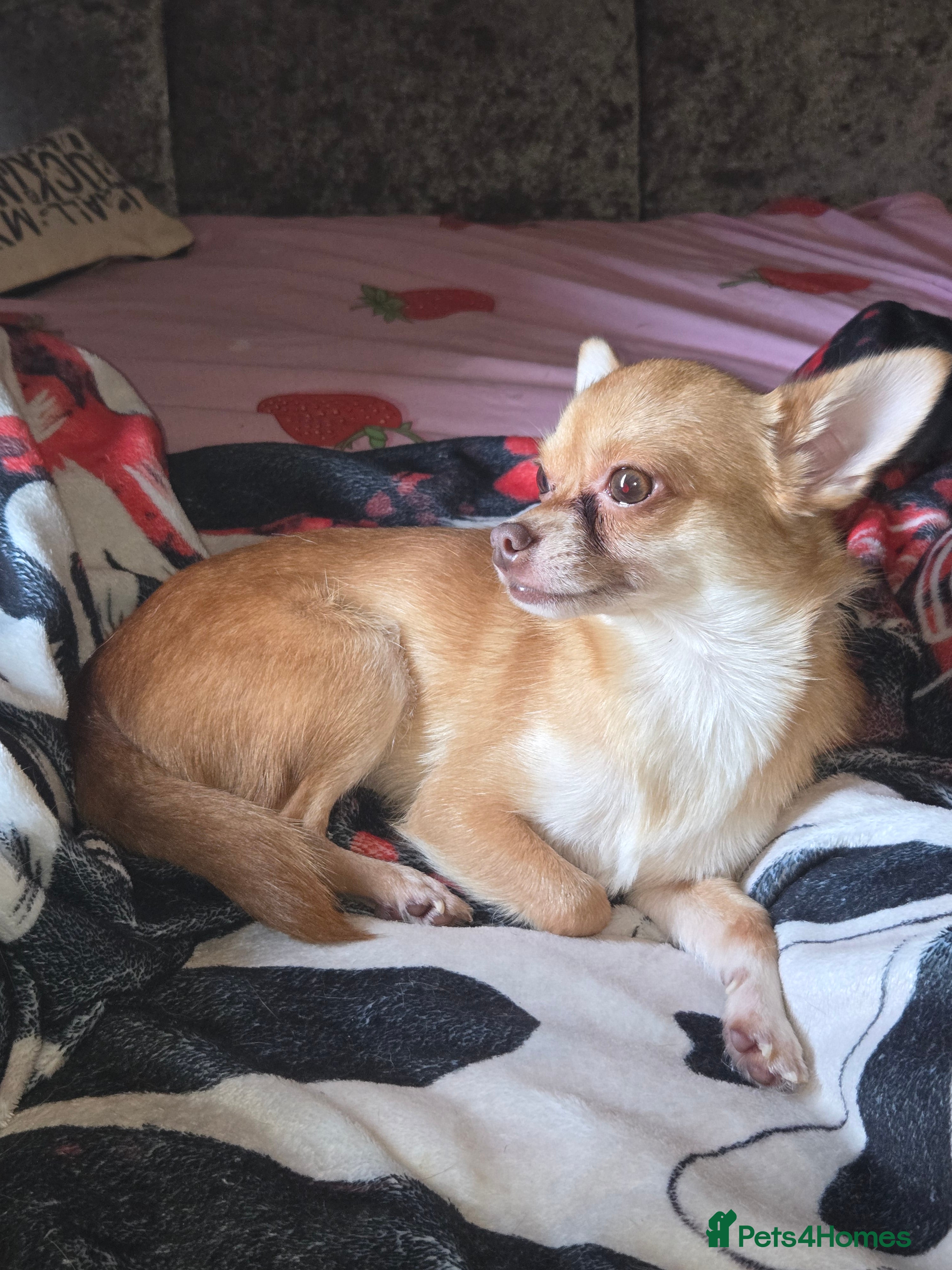 Chihuahua dogs 2 year old chihuahua looking for forever home  - Advert 2