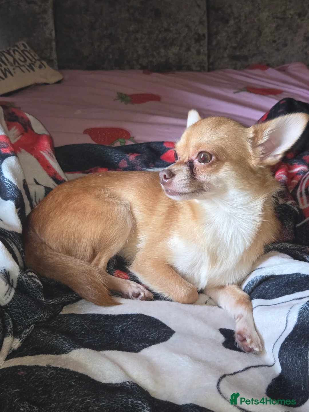 Chihuahua dogs for sale: 2 year old chihuahua looking for forever home  - Advert 1