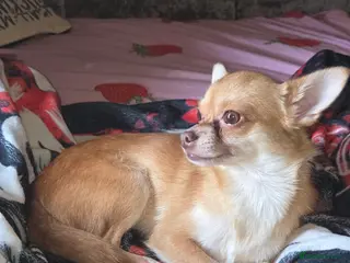 Chihuahua dogs 2 year old chihuahua looking for forever home - Advert 1