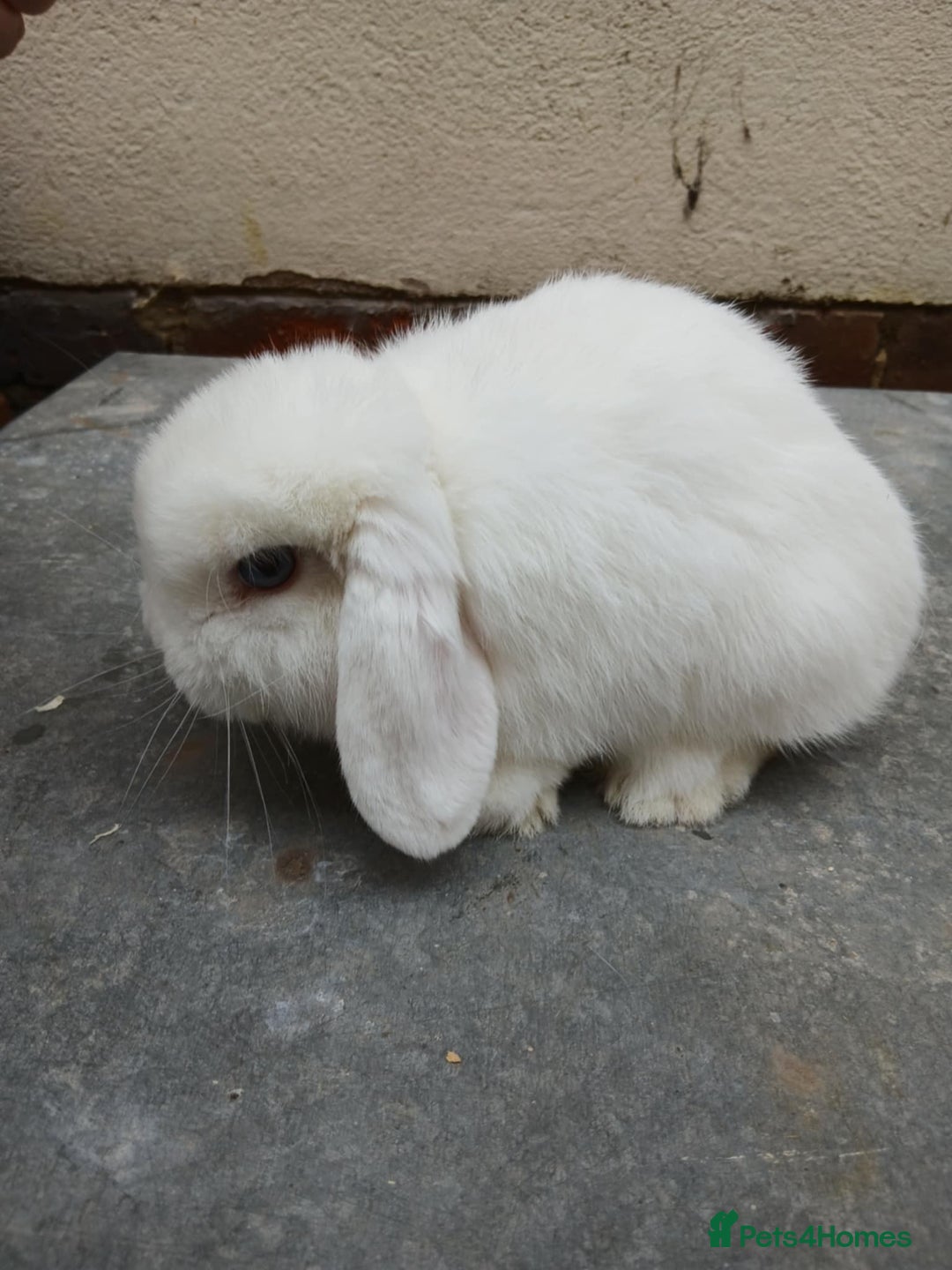 Mini Lop rabbits for sale: Mini lops from show lines - Image 5