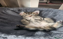 Turkish Angora cats for sale: Turkish angora cross Bengal  - Image 26