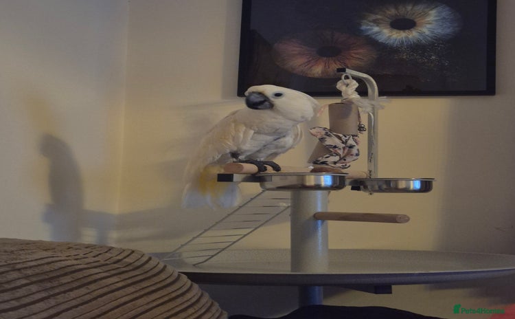 Cockatoo birds - Advert 1