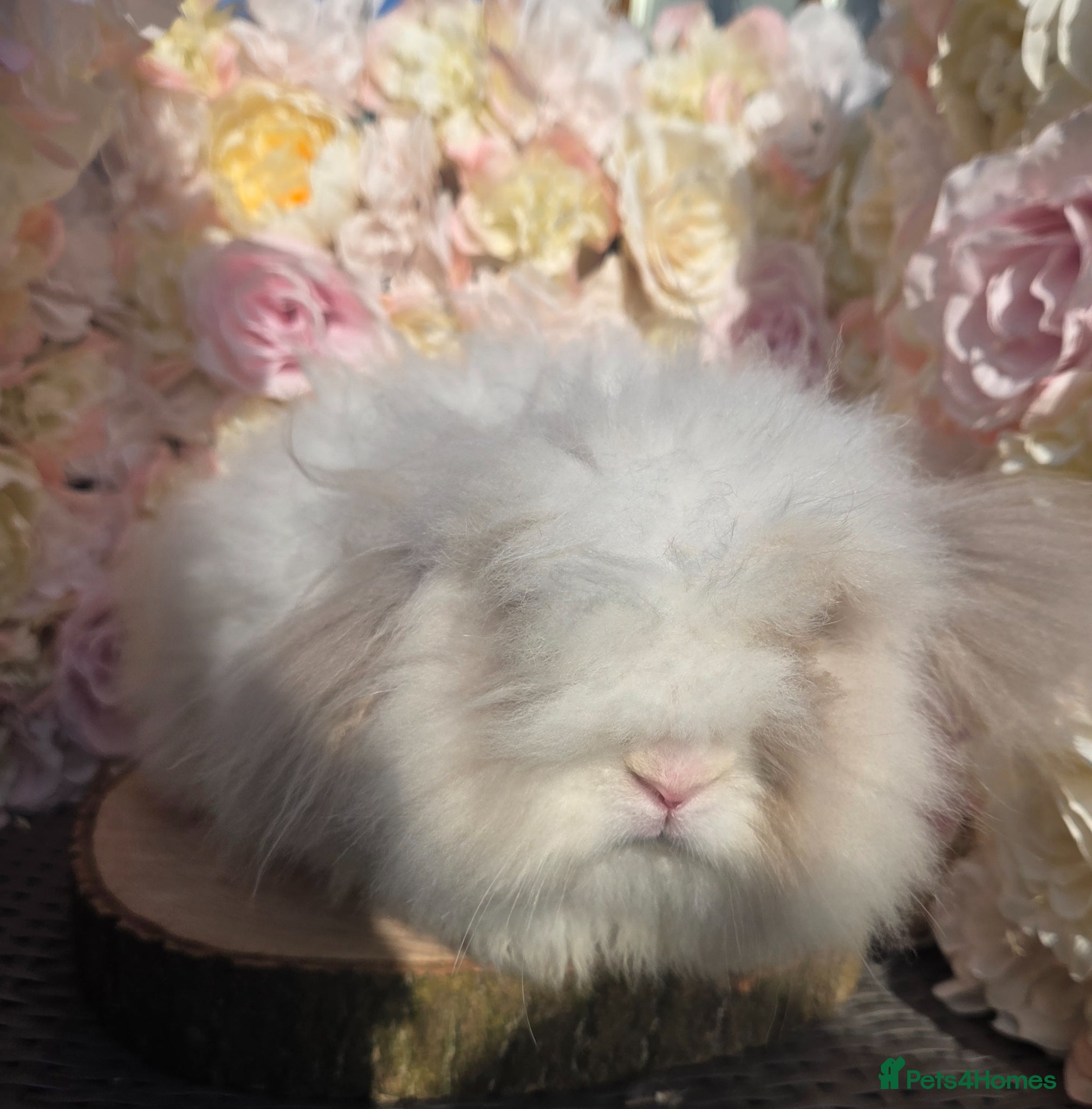 Angora rabbits for sale: Teddywidders - Advert 11