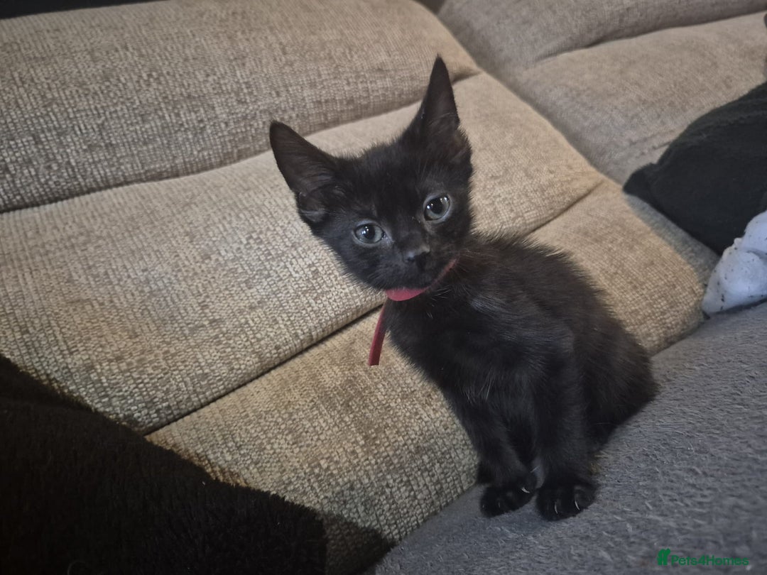 Mixed Breed cats for sale: Adorable black kittens for sale  - Image 31