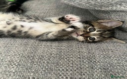 Mixed Breed cats for sale: 3 beautiful kittens looking for their forever home - Image 16