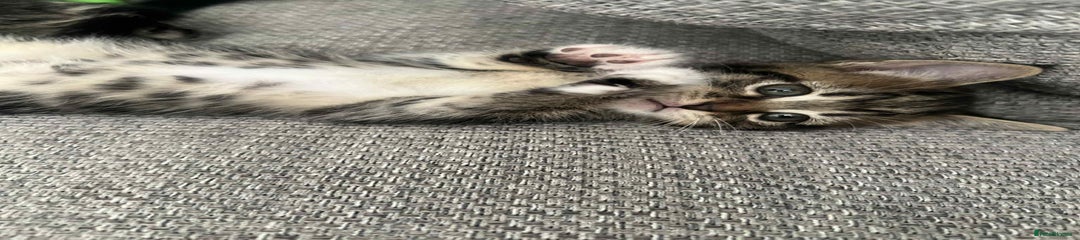 Mixed Breed Kitten 2