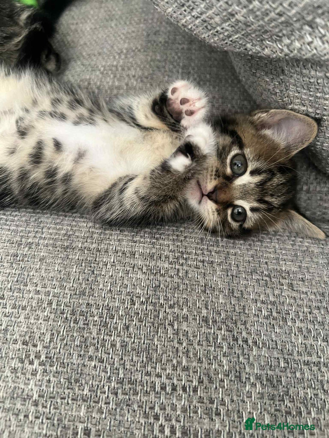Mixed Breed cats for sale: 3 beautiful kittens looking for their forever home - Image 16