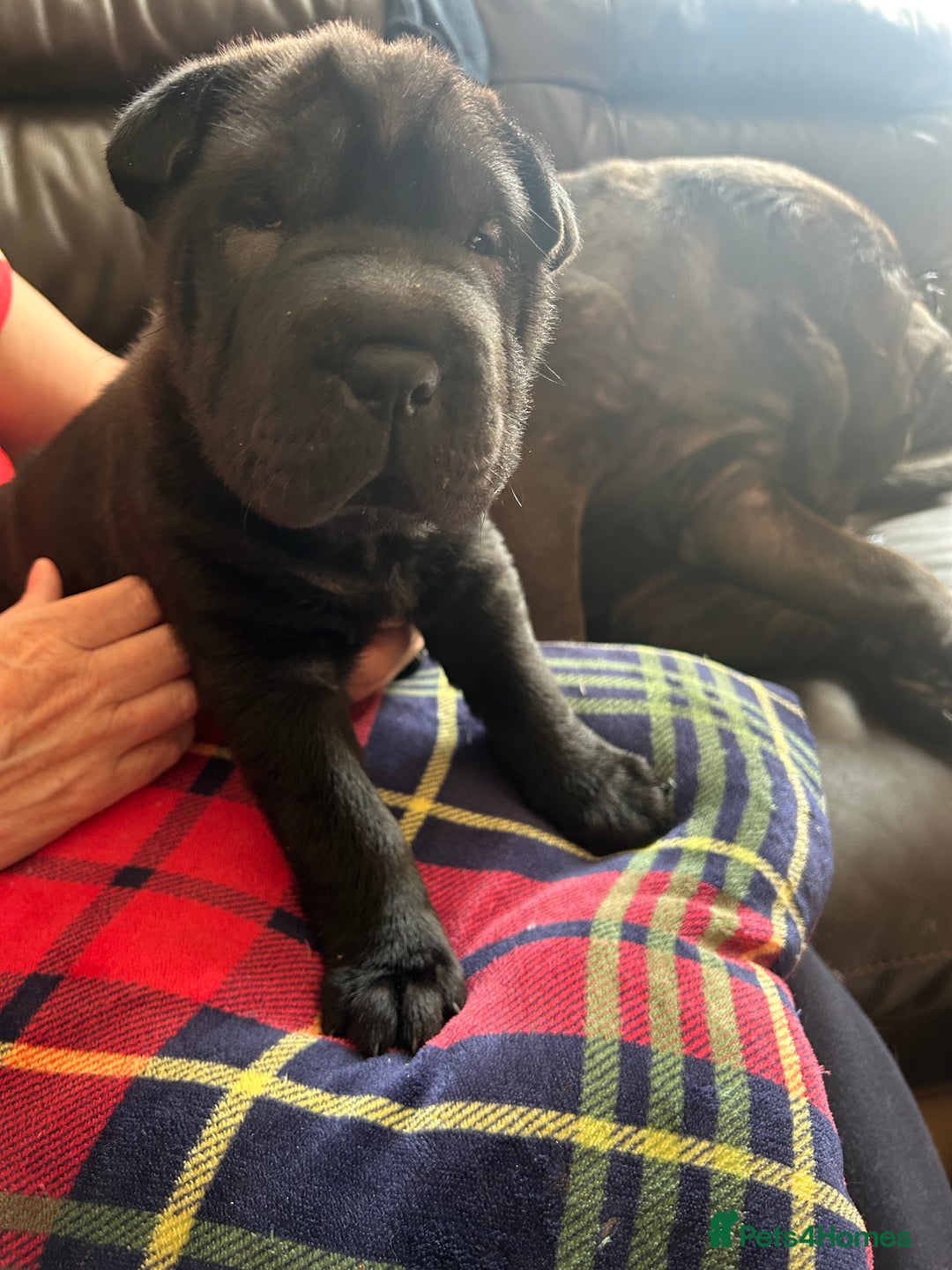 Shar Pei dogs for sale: 2 females 3 males Shar pei pups - Image 30
