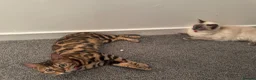 Bengal cats for sale: Two Beautiful Bengal Females  in Liverpool - Advert 9