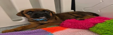 Boxer 1