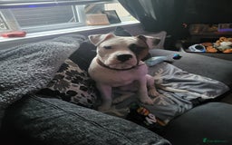 Mixed Breed dogs for sale: Marley American bull  - Image 12