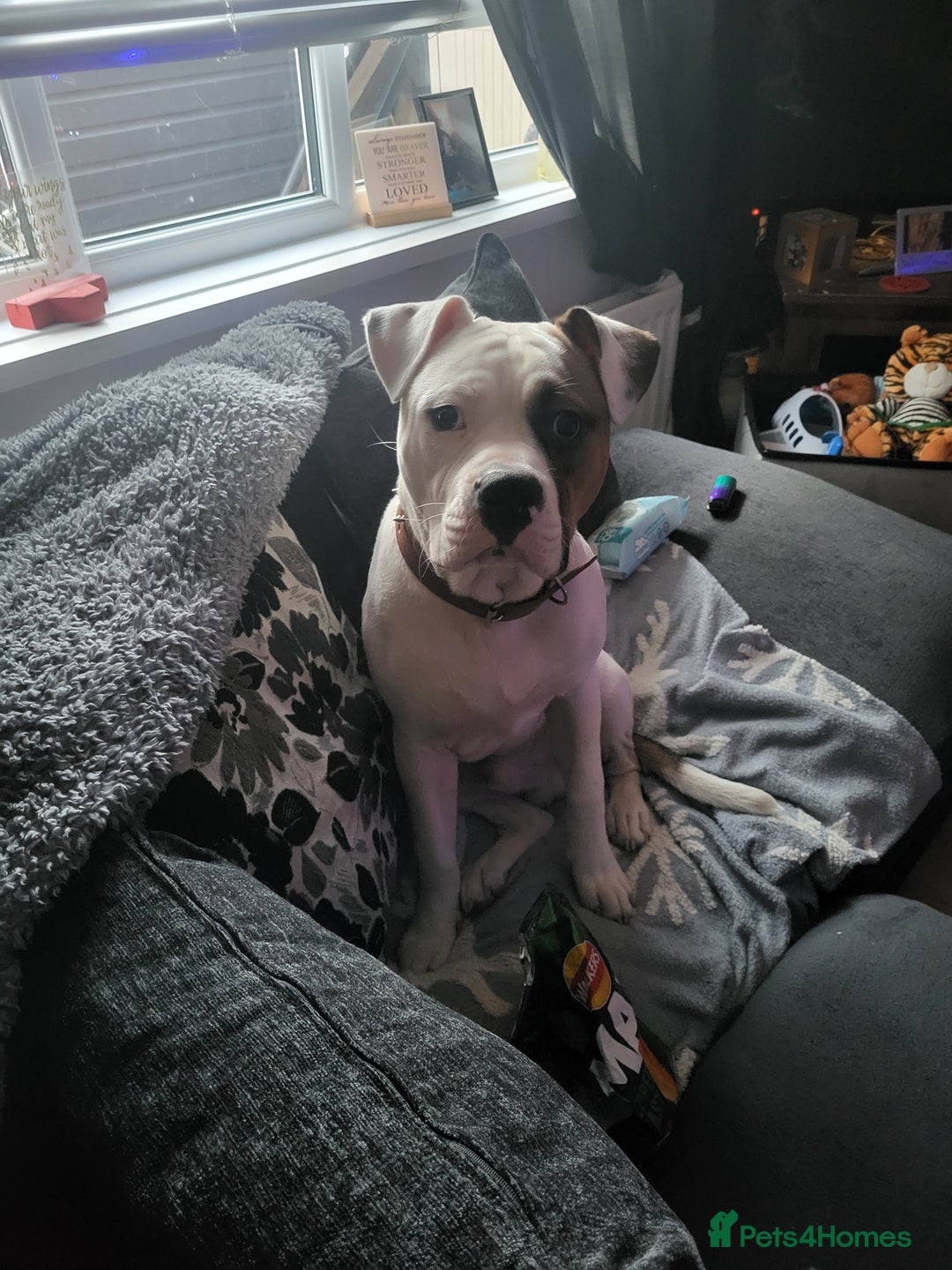 Mixed Breed dogs for sale: Marley American bull  - Image 12