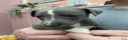 Whippet dogs for sale: 1 Gorgeous KC Reg Whippet Puppy  - Advert 24